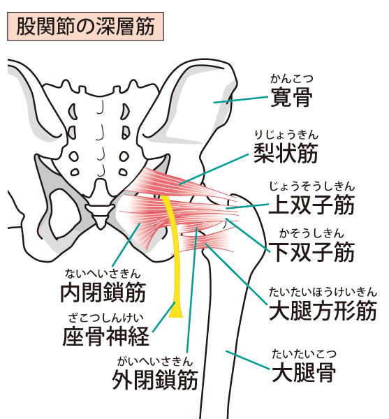 股関節の深層筋イラスト図解