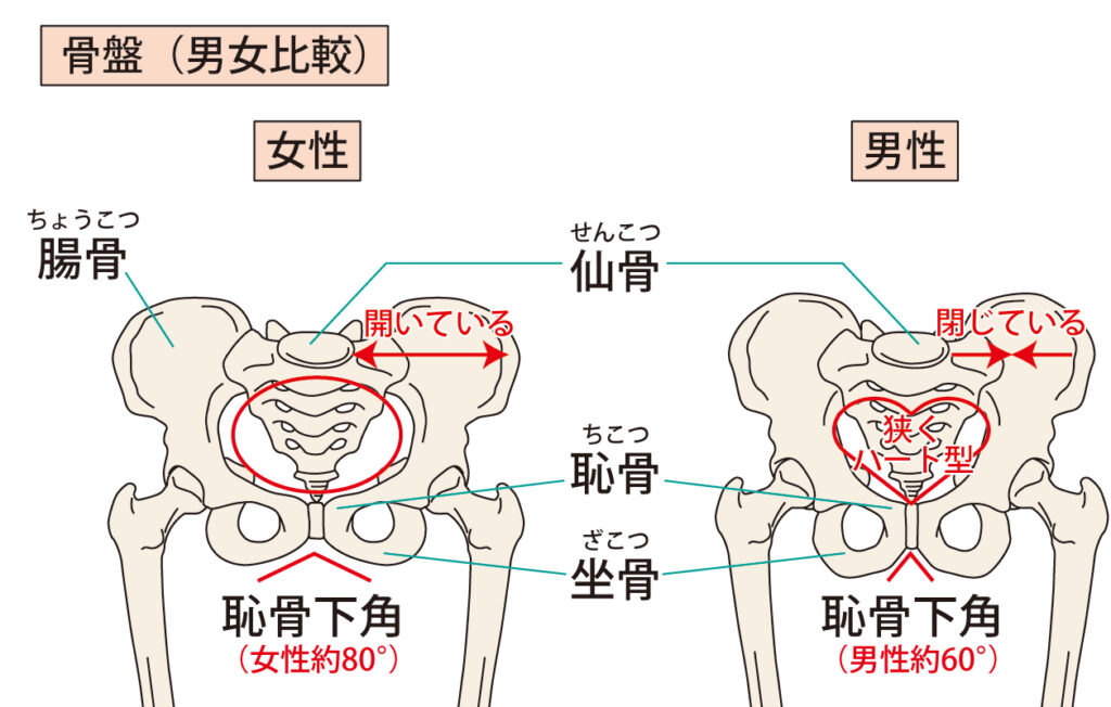 男女の骨盤の違い図解