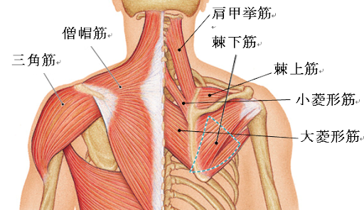 【慢性的な頭痛】でお悩みの方必見！！その原因って姿勢が悪いから？