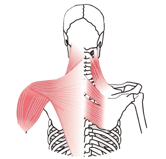 首肩の筋肉イメージイラスト