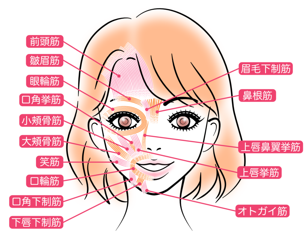 お顔の表情筋図解イラスト